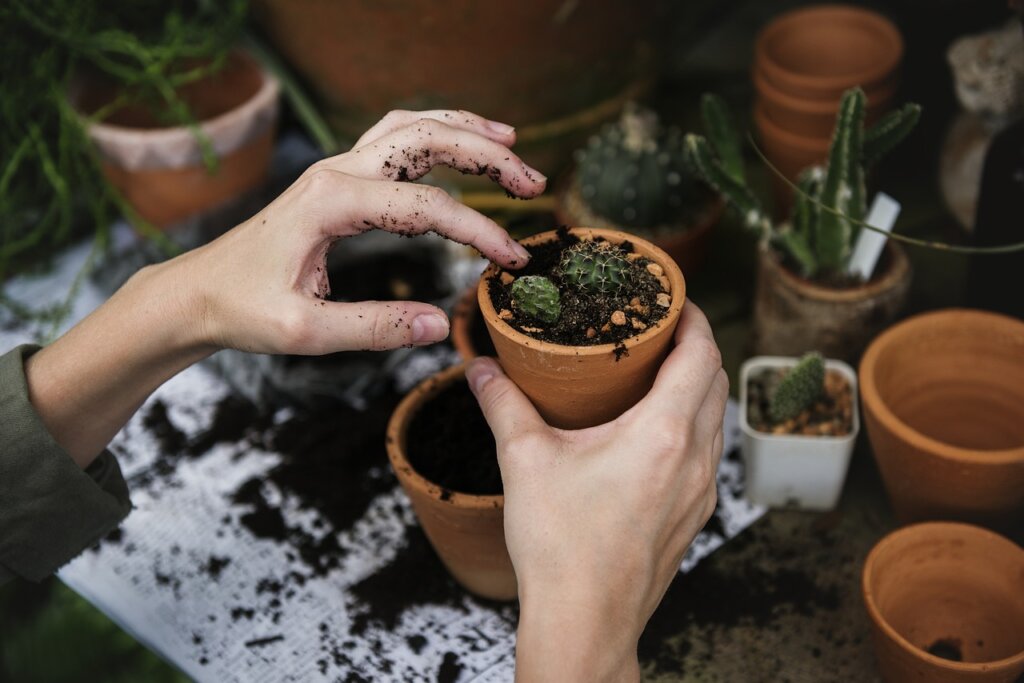 coffee grounds mixed into potting soil with green plant in terracotta pot