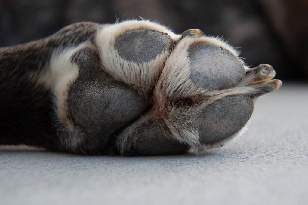 dog paw close up dirty after walk outdoor