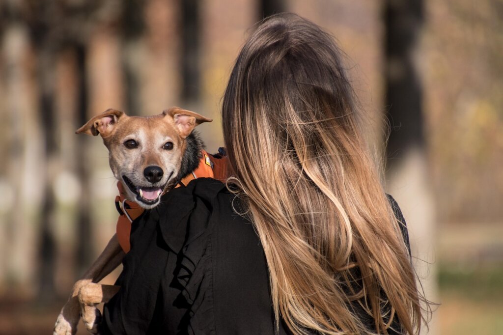 owner gently holding small dog paw for training desensitization