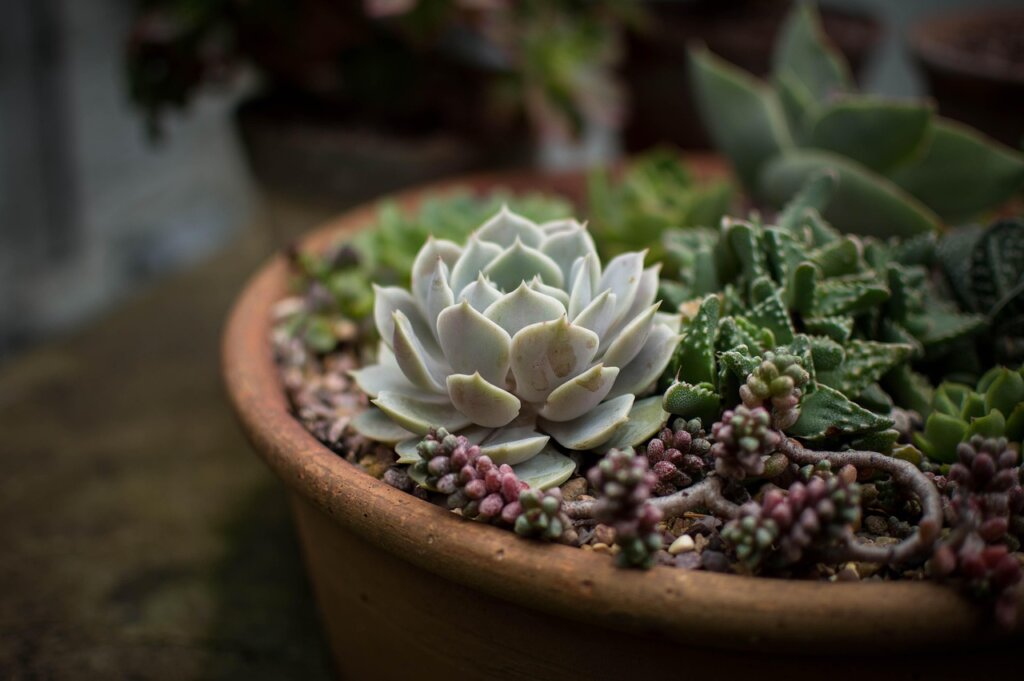 finger soil moisture test houseplant