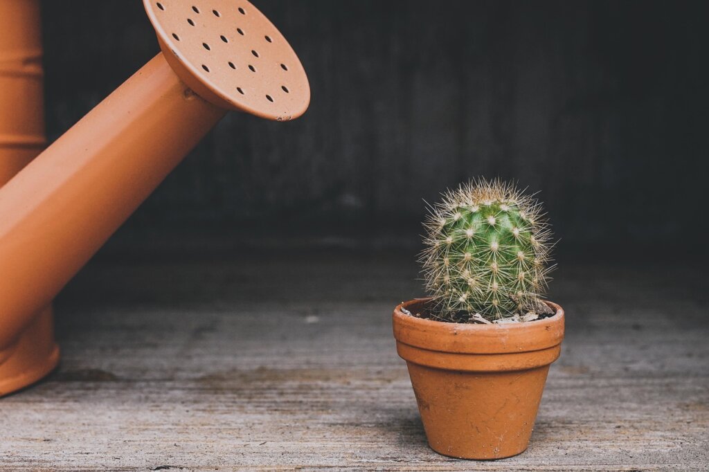 watering indoor plant until water drains from bottom