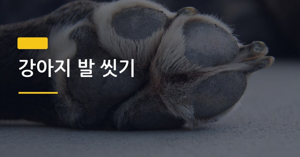 강아지 발 씻기, 산책 후 5분이면 끝나는 집에서 간단한 방법