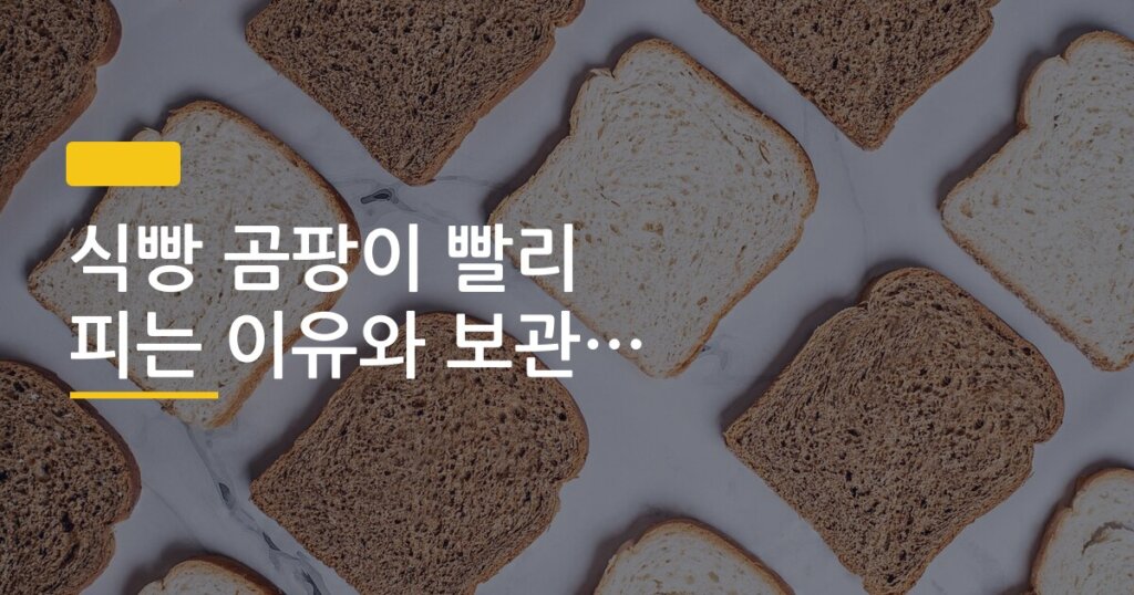 식빵 곰팡이 빨리 피는 이유와 보관법 바꾼 후기