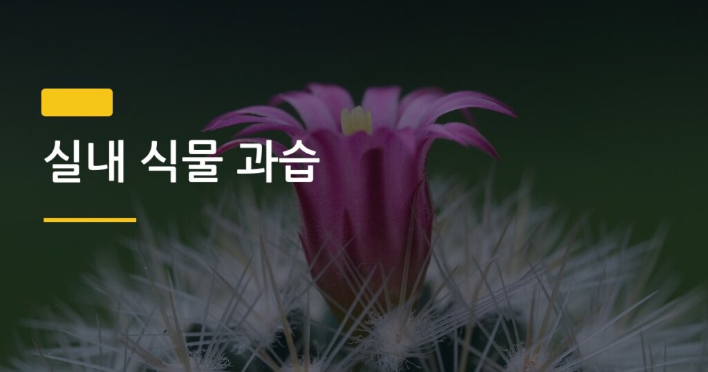 실내 식물 과습, 죽이지 않는 물 주는 주기를 찾는 가장 정확한 방법